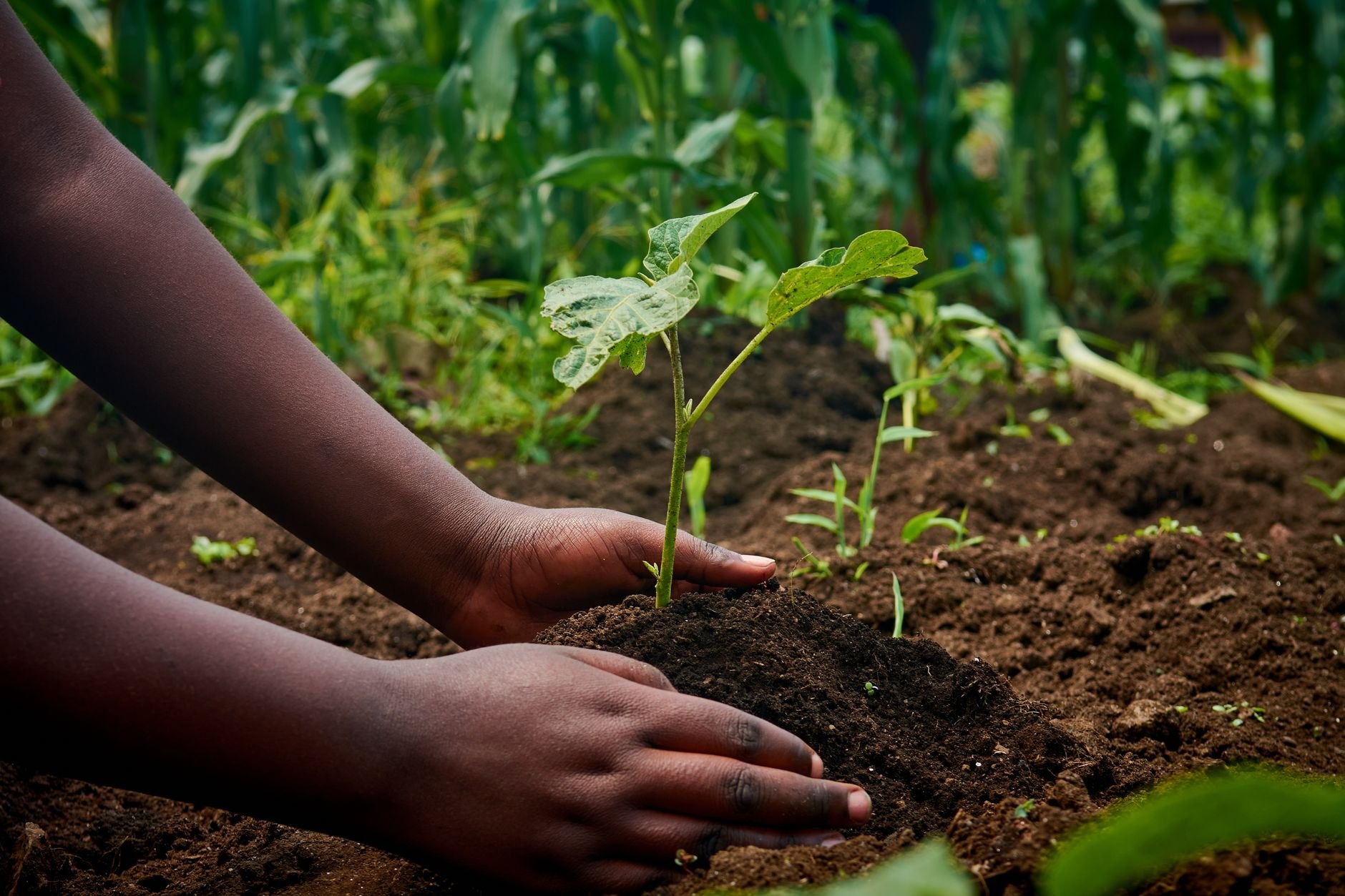 Manos de niño plantando en la tierra